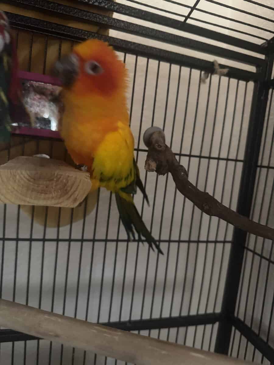 Sun Conure 1 year image 1