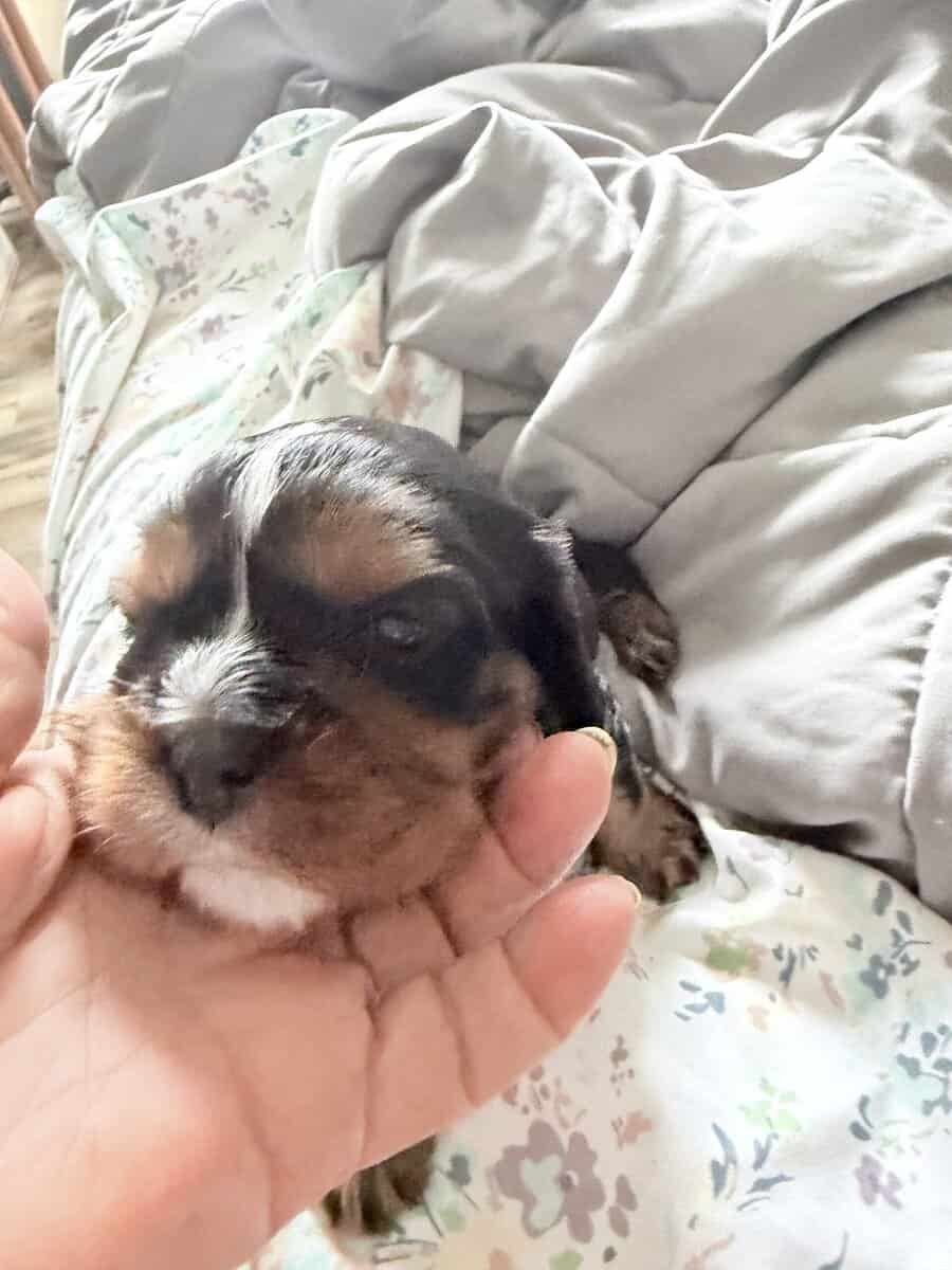 Puppies image 6