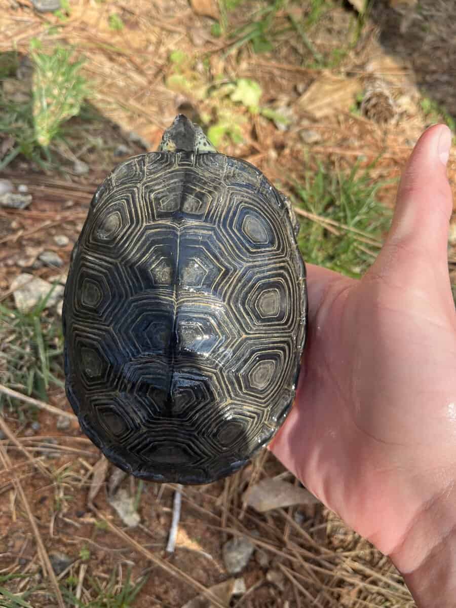 Healthy adult female ornate diamond back terrapin image 3