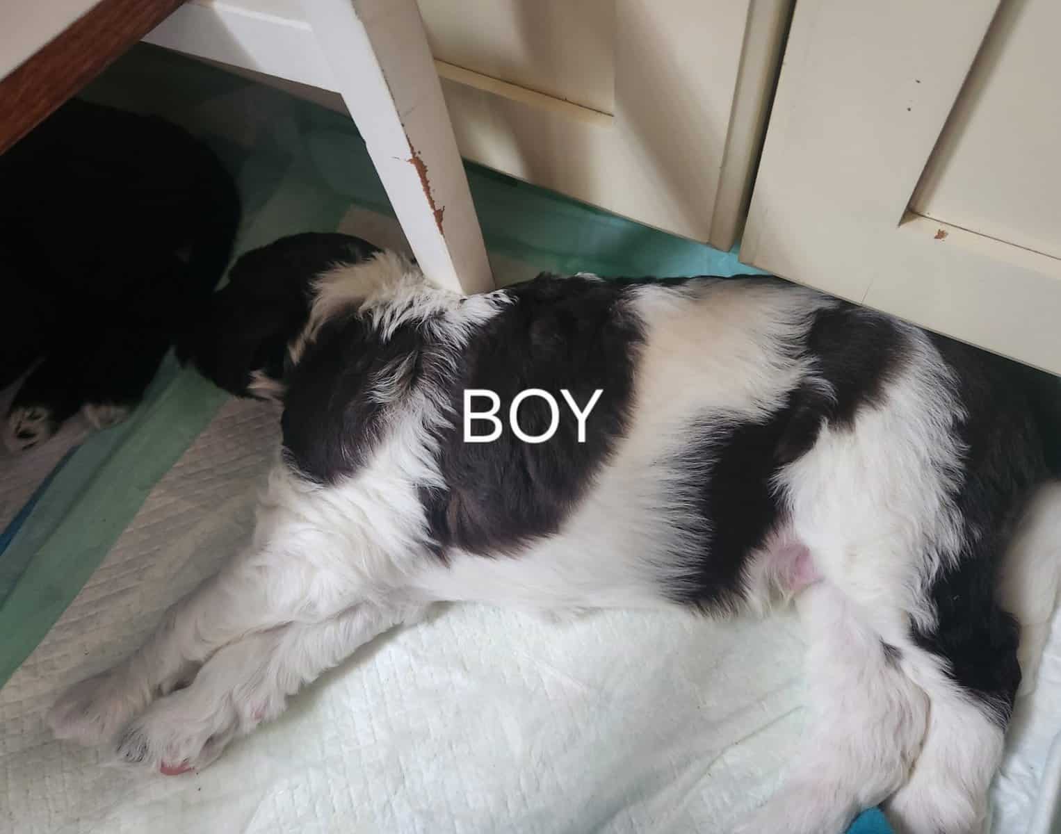 Labradoodle F1b puppies image 10