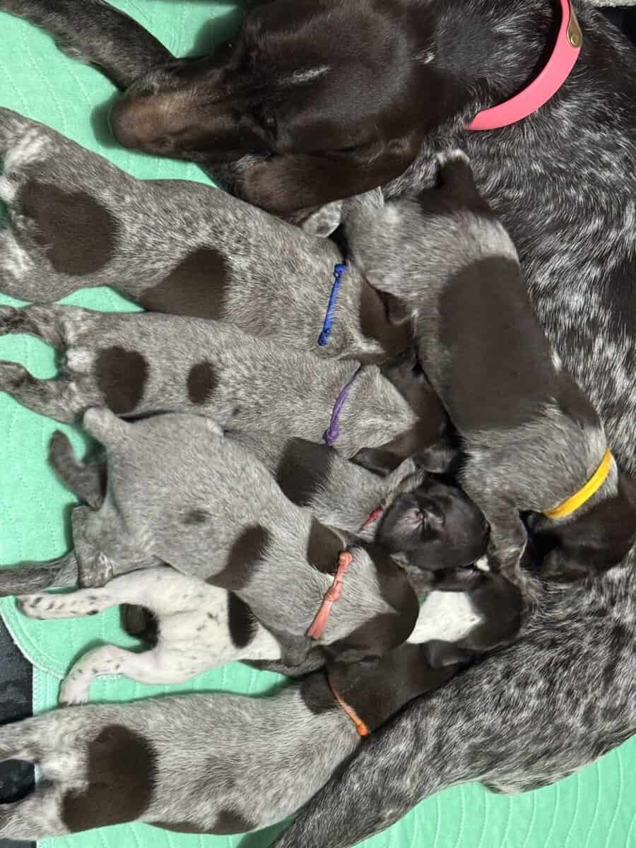 AKC German Shorthair Pointer image 3