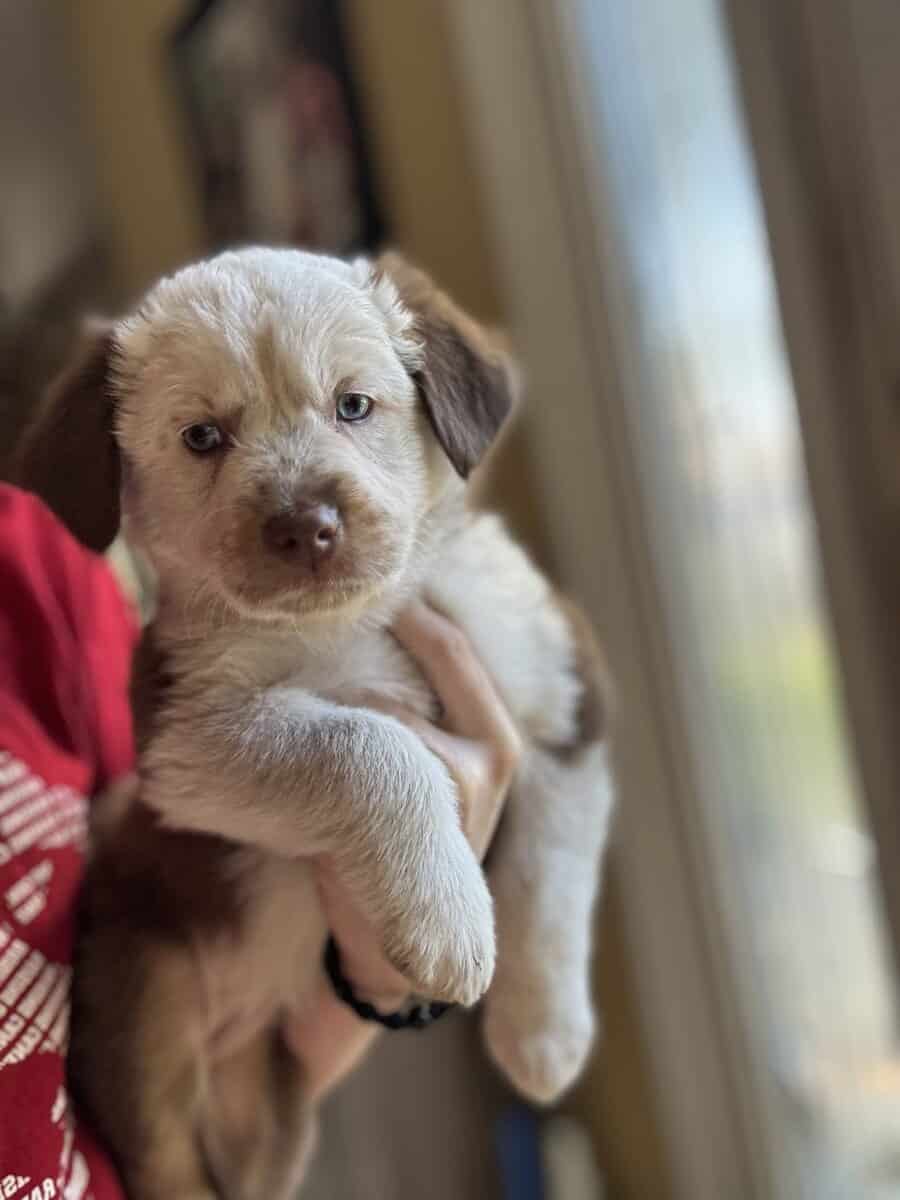 Mini Aussie puppy image 2