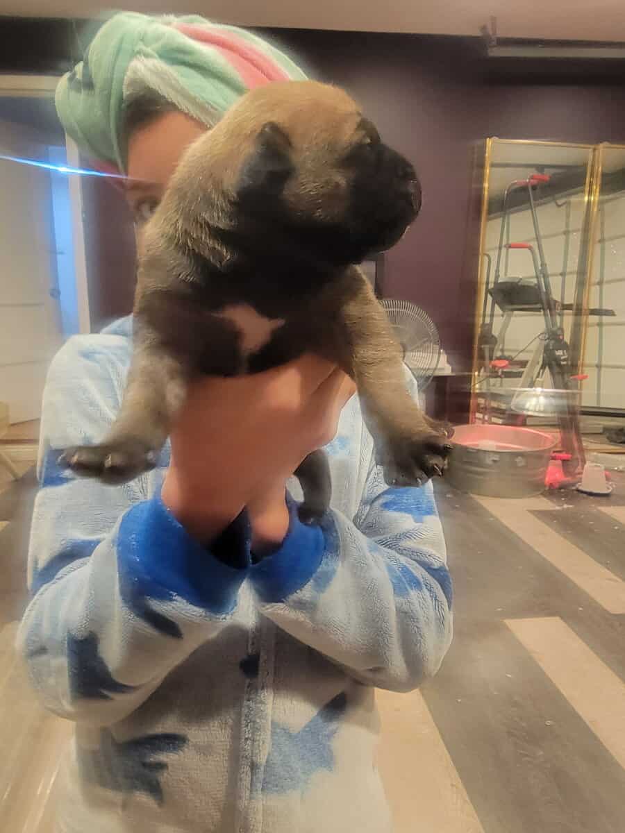 South African Boerboels image 2