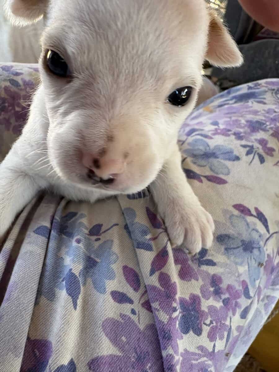 Heeler corgi mix pupies image 12