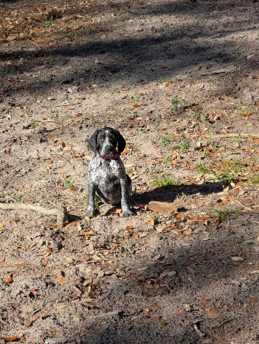 German Shorthair Pointer -female puppy! image 5
