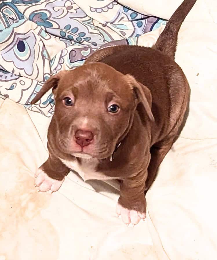 Adorable Puppies 4 Sale image 1