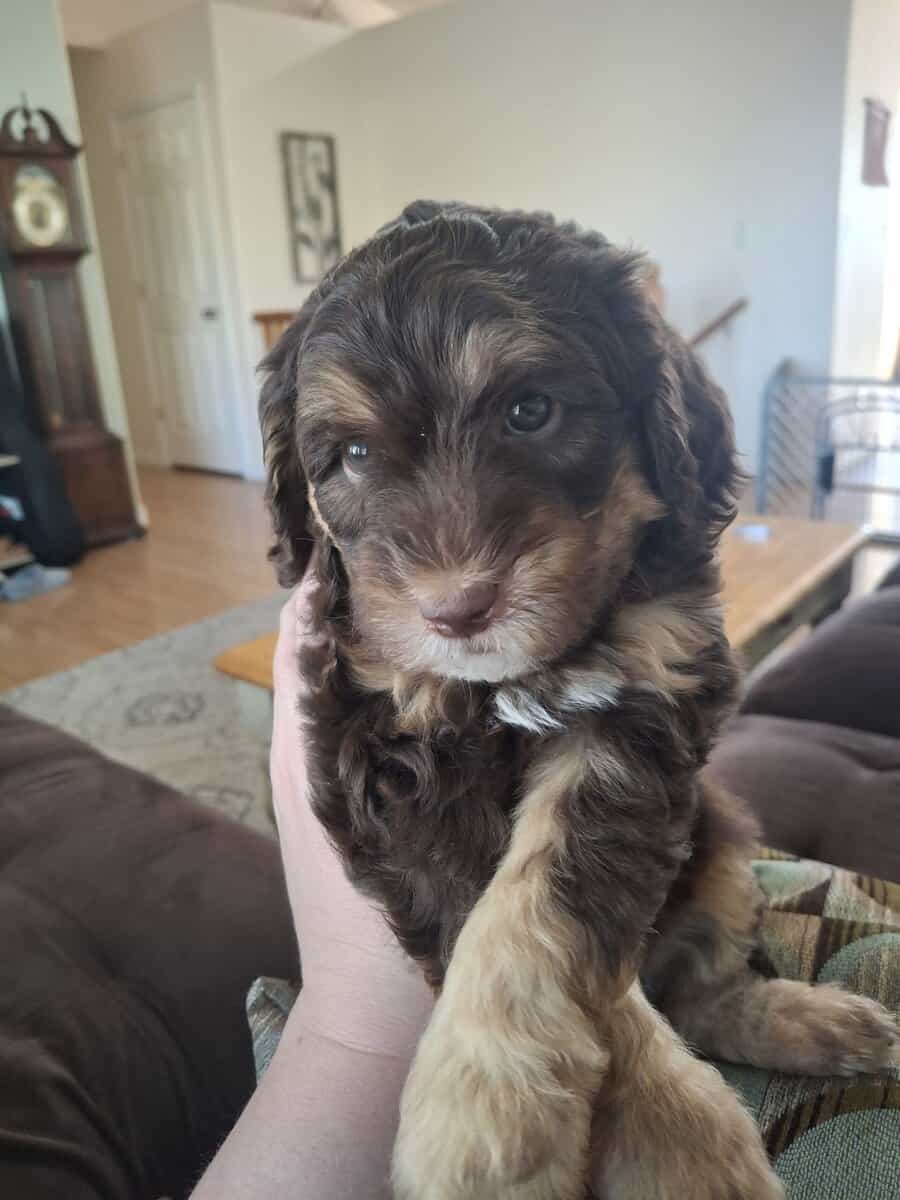 F1b Sheepadoodle puppies image 1
