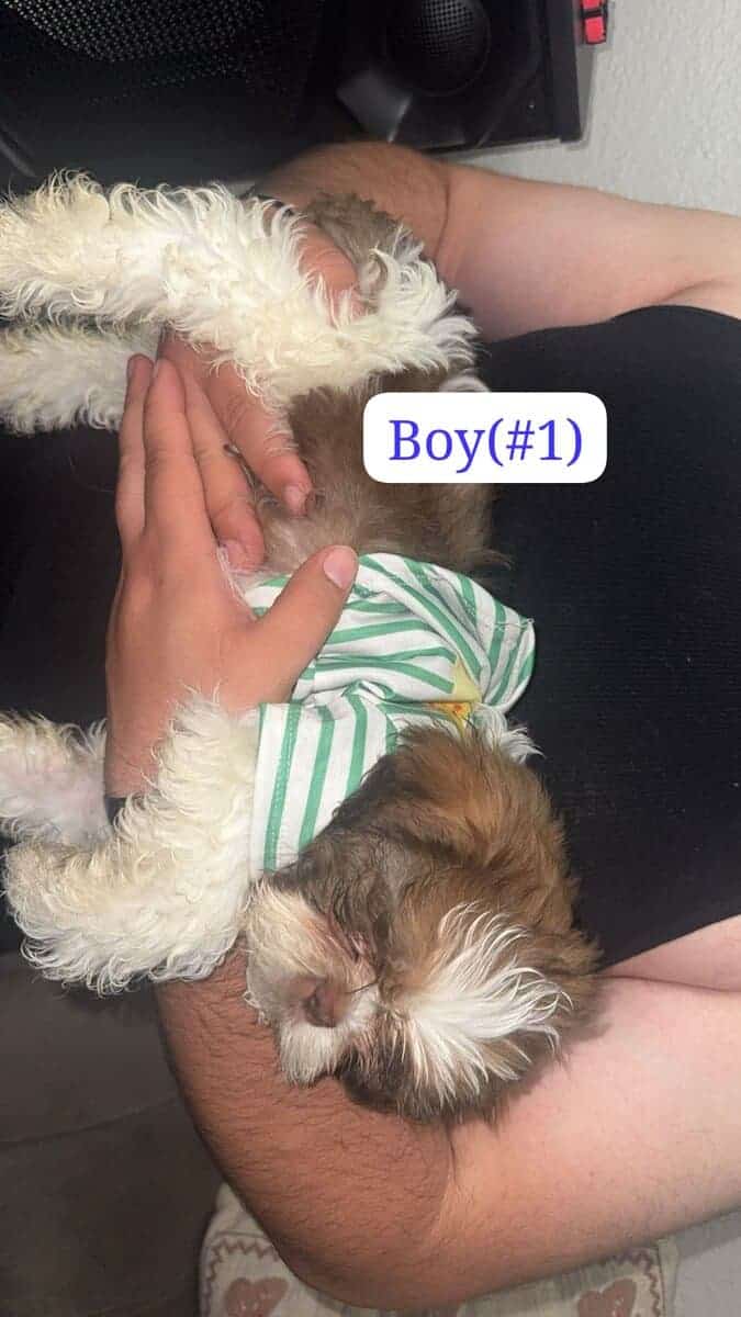 Shih tzu puppies image 1