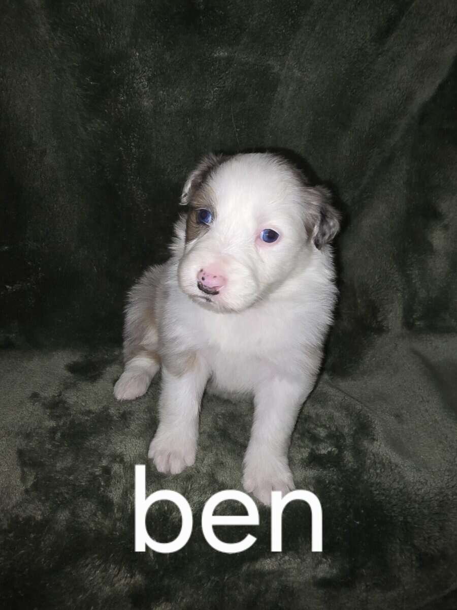 Australian shepherd puppies image 7