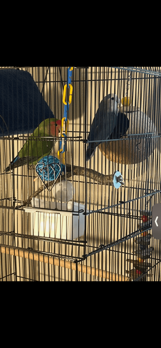 Love birds image 2