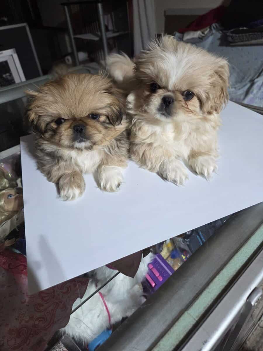 Pekingese puppies image 4