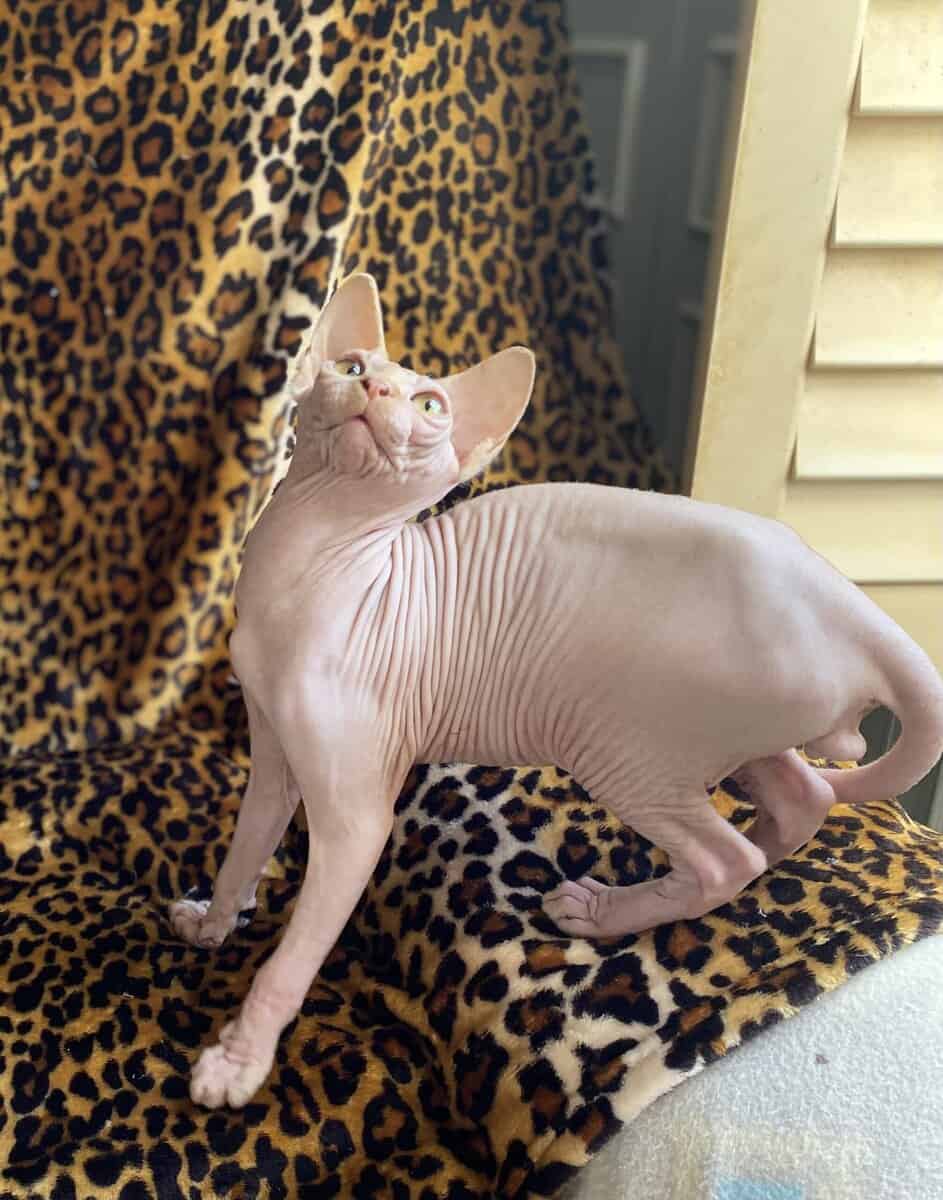 Beautiful red Sphynx very spoiled ready now image 4