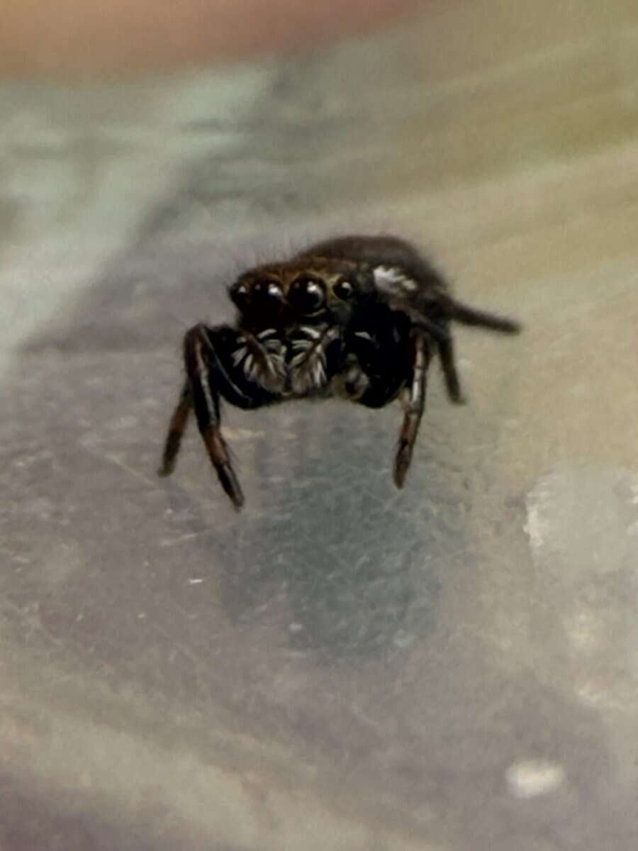 Regal Jumping Spider Slings image 1