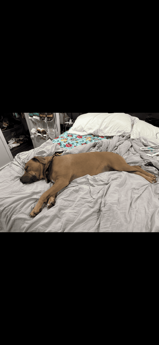 Dog for Rehome image 5