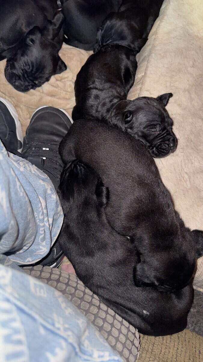 Purebred Cane Corso xGerman Shorthair Pointer (VA) image 19