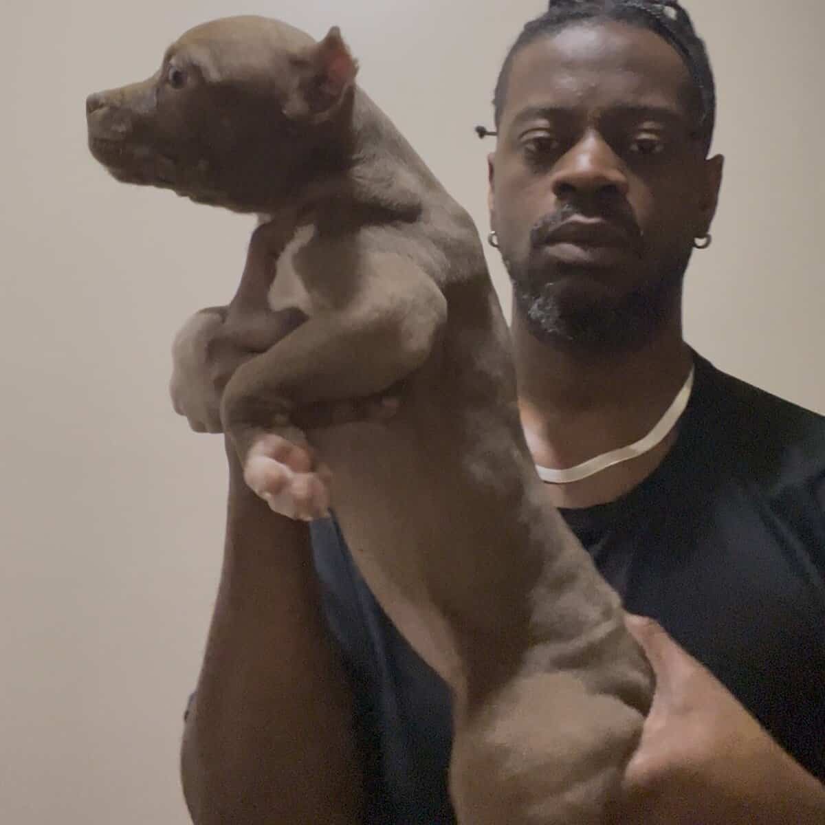Classic American Bully females image 7