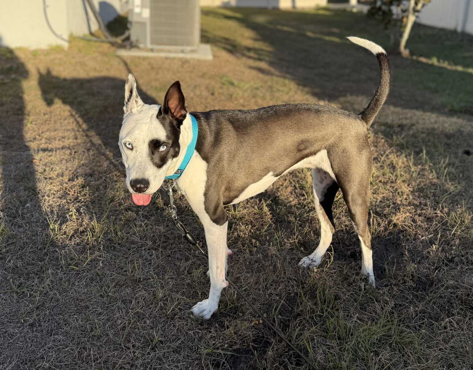 Nova 3yr. Old image 1