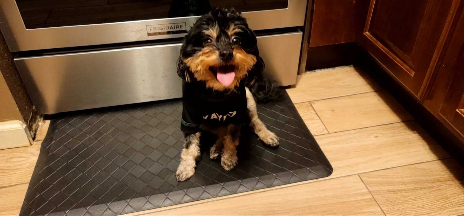 Loving Dog Needs a Family image 1