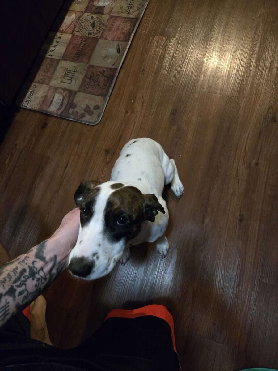 Terrier hound mix image 1