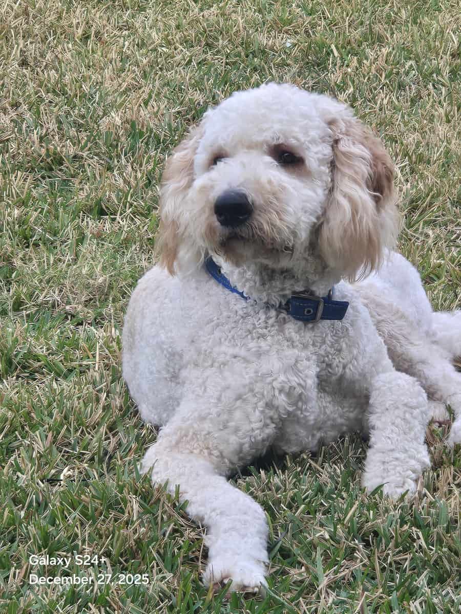 Goldendoodle for Sale image 3