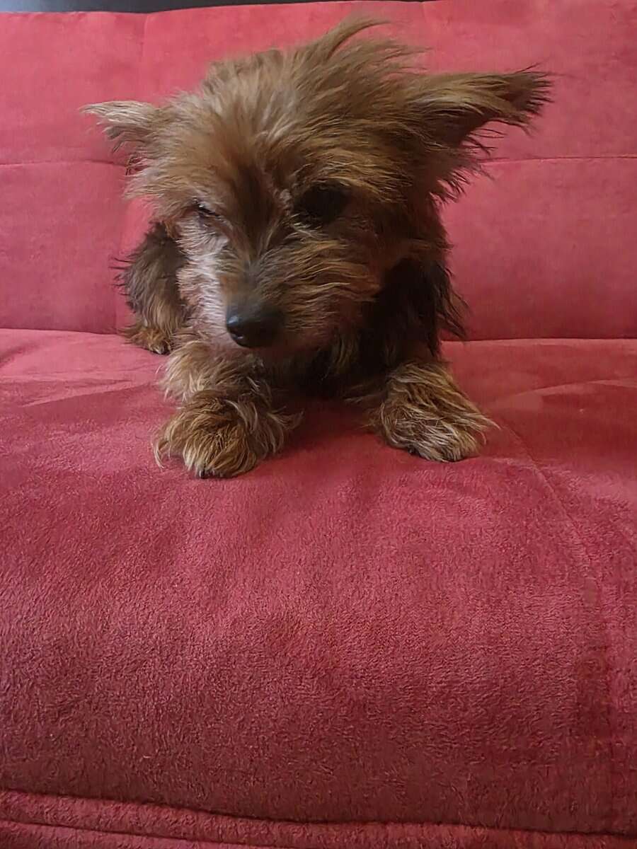 Terrier female looking for a home image 1