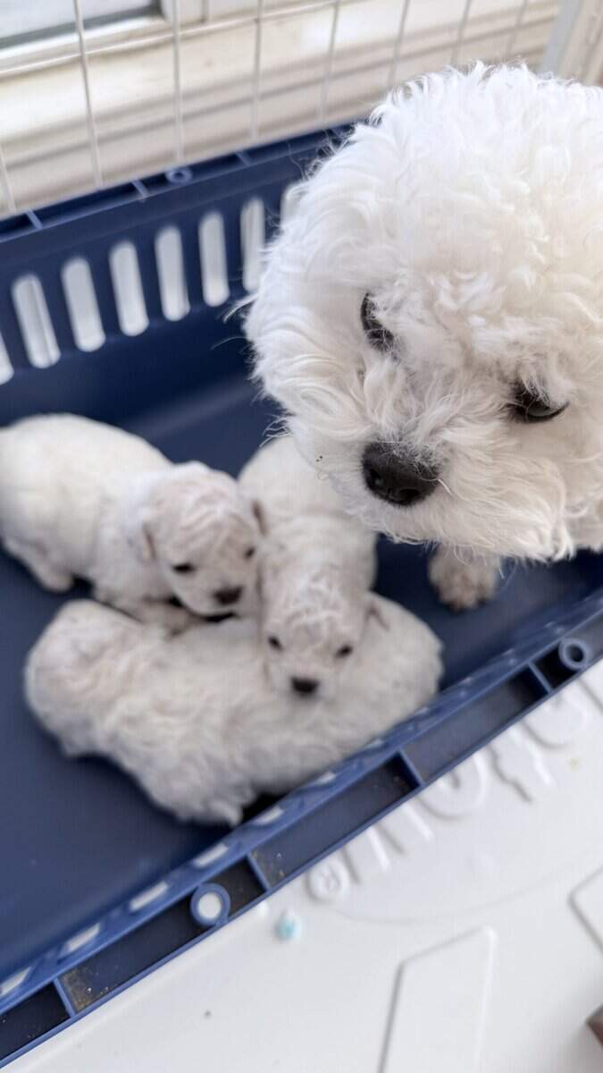 Korean Teacup Bichon Frise puppy image 1