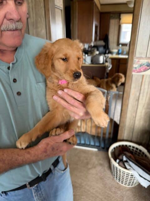 GOLDEN RETRIEVER PUPPIES image 1
