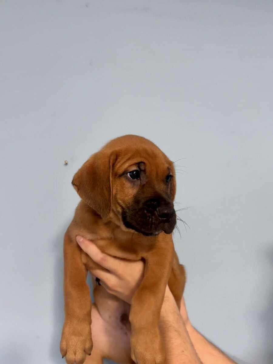 Golden retriever / Boxer 10 week old puppies image 8