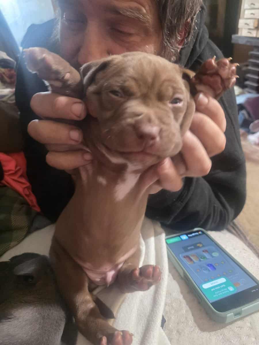 Blue Red nose mastiff puppies image 3