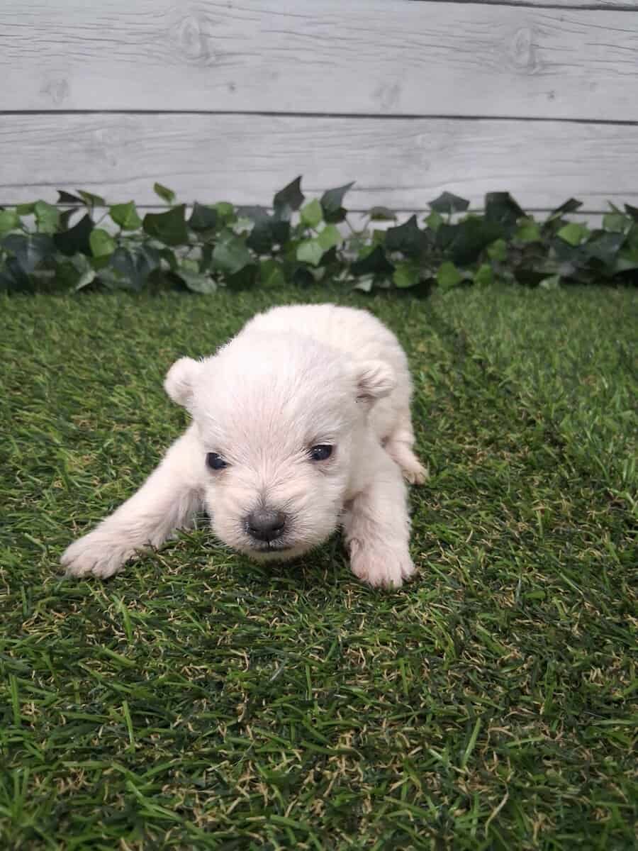 Westies image 1