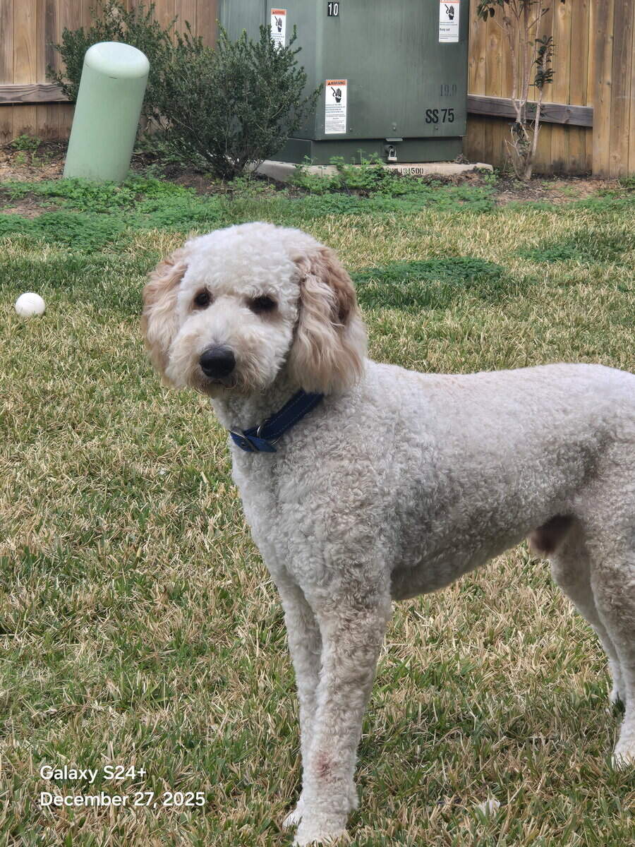 Goldendoodle for Sale image 5