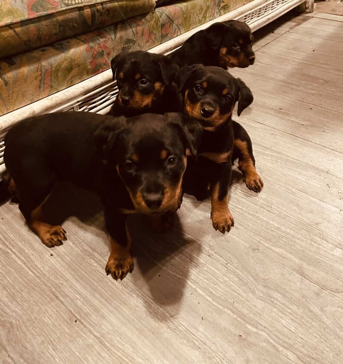 German Rottweiler image 2