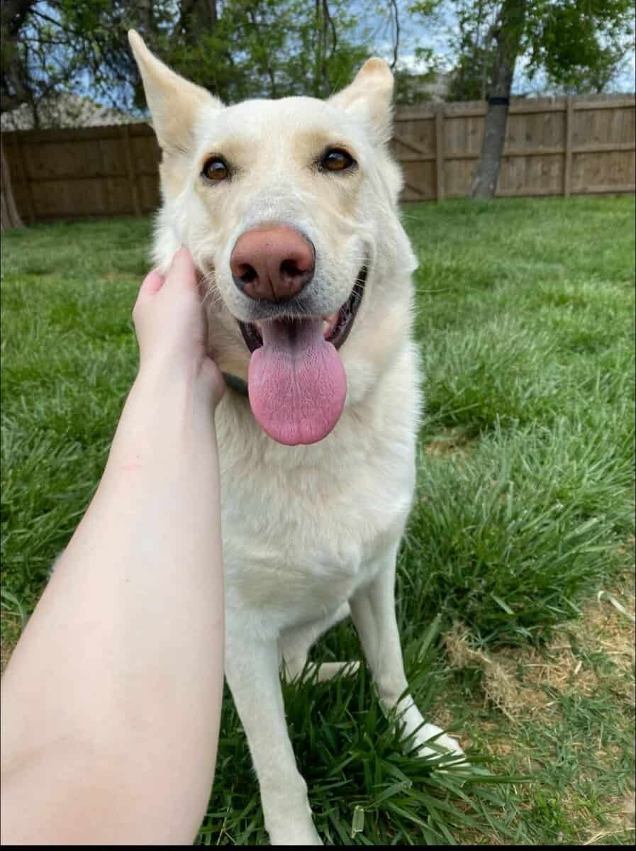 Luna, white/tan German shepherd image 2