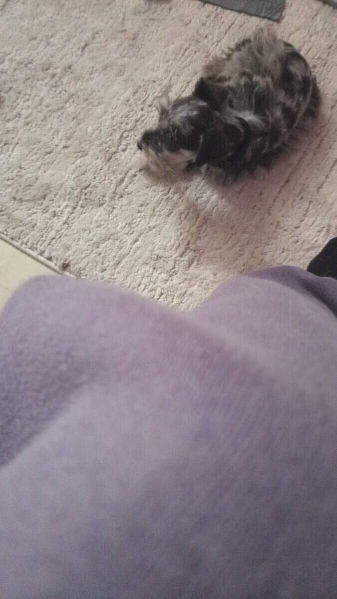 Blue merle miniature schnauzer puppy image 3