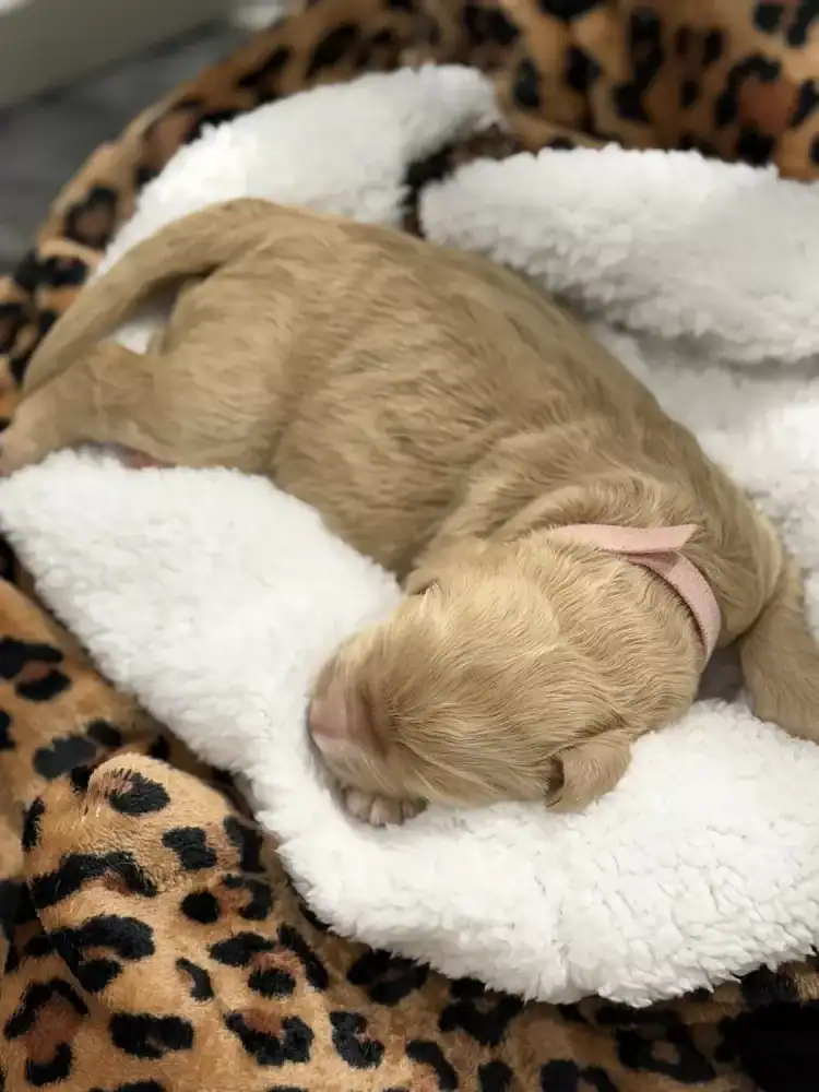 Goldendoodle pups image 8