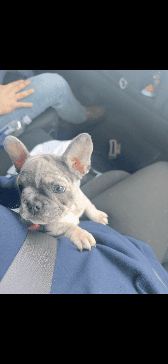 Frenchie image 1