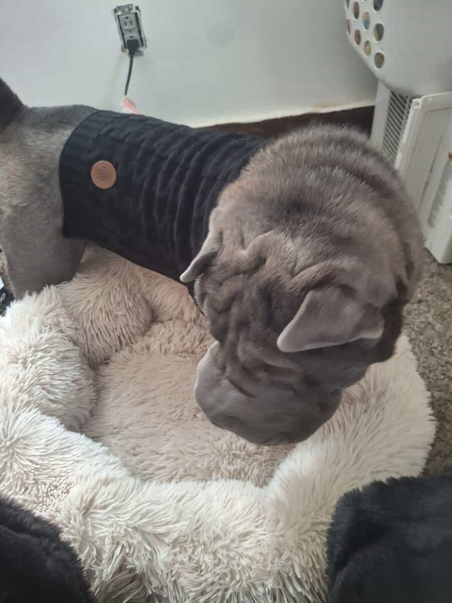 Shar Pei Rehoming image 3