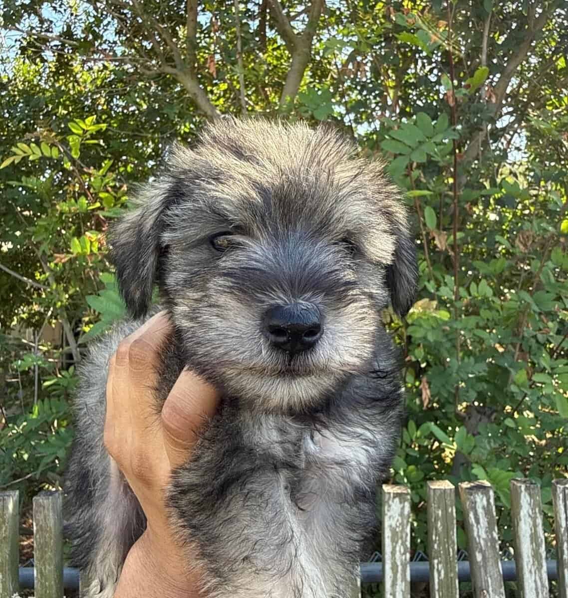 7 week old mini Schnauzers for Sale image 3