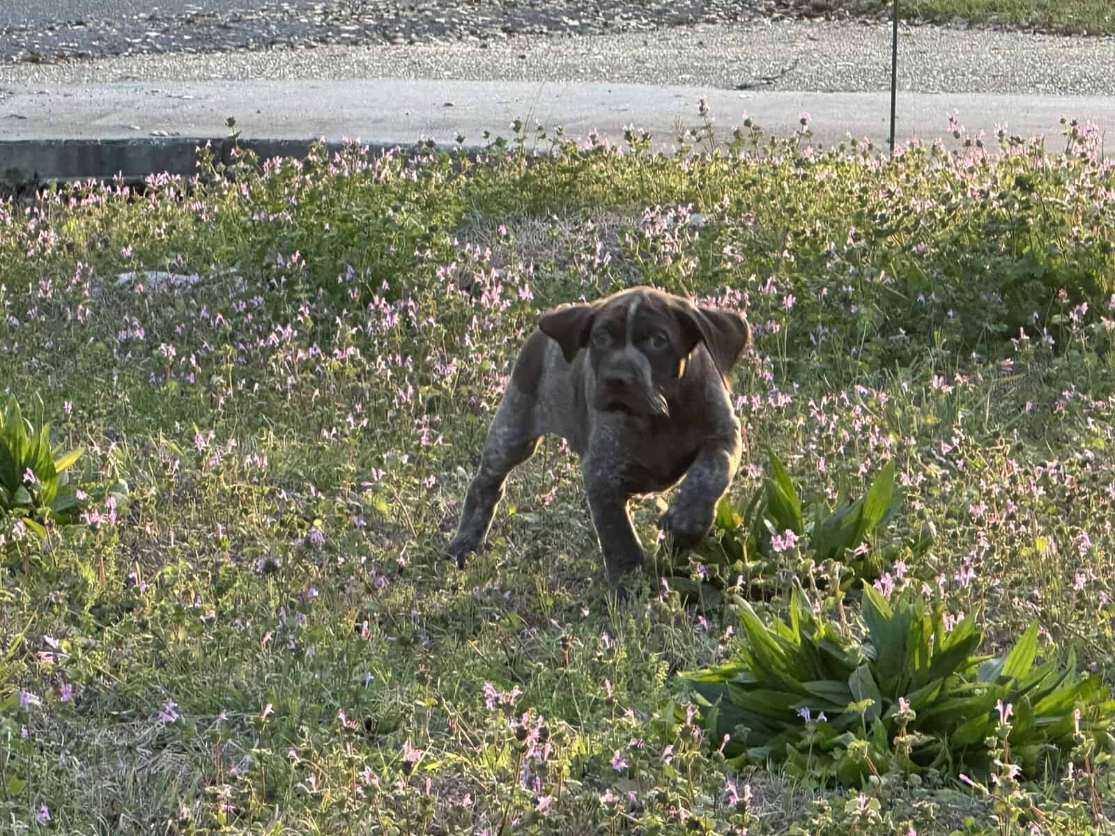 AKC GSP Little Boy image 4