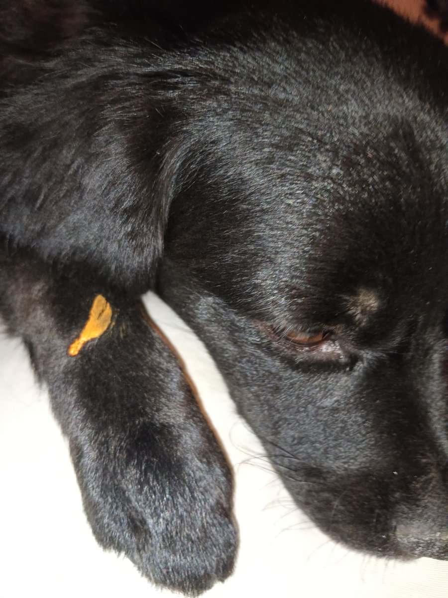 Rowena Urgently Needs To Be Rehomed image 1