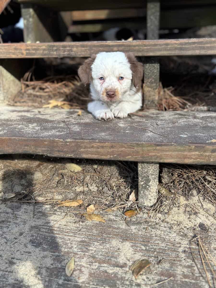 Mini Aussie puppy image 3
