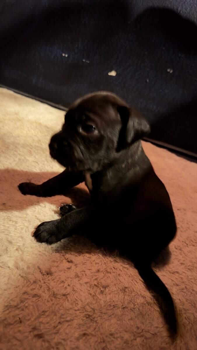 Purebred Cane Corso xGerman Shorthair Pointer (VA) image 8