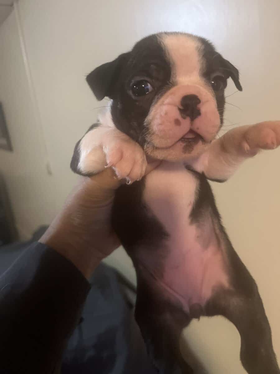 Boston terrier puppies image 16