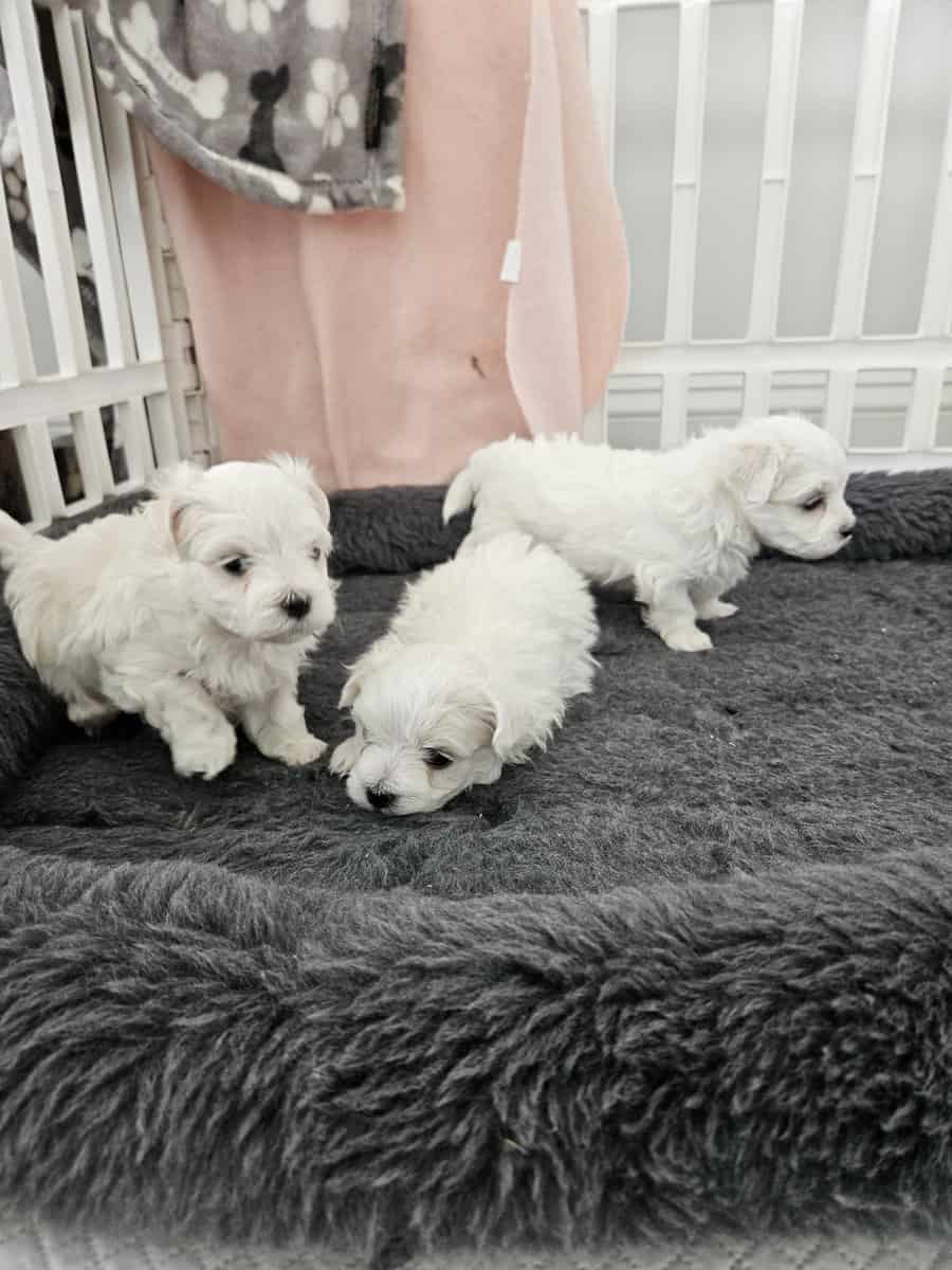 Purebred Registered Teacup/Toy Malteses image 7