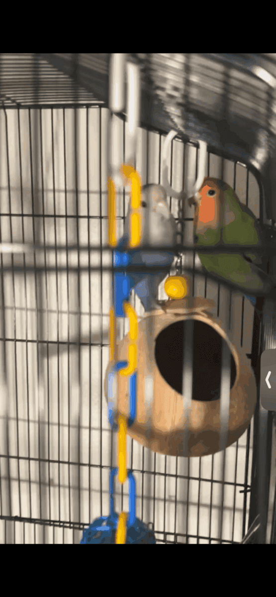 Love birds image 4