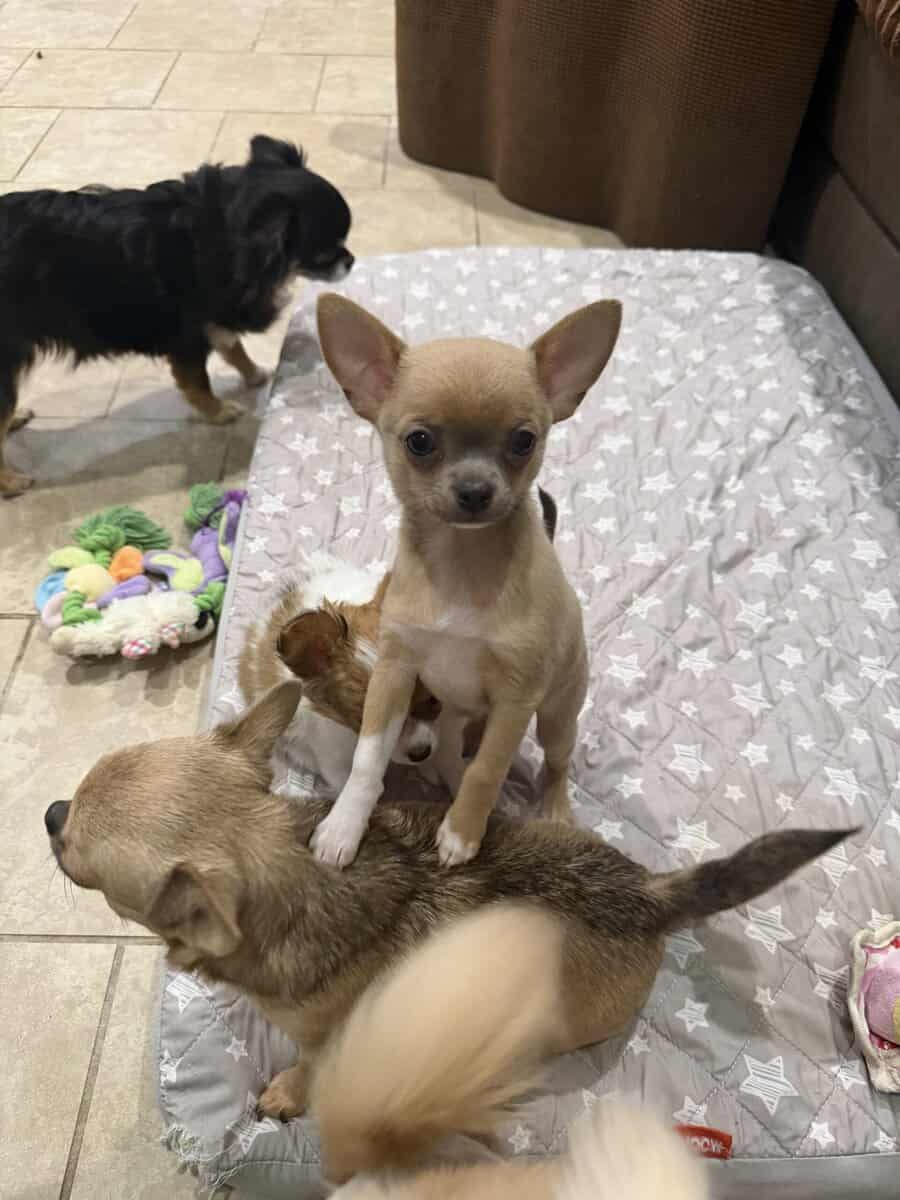 AKC smooth coat blue fawn boy image 2