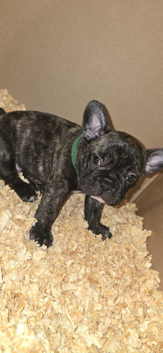 French Bulldog puppies image 2