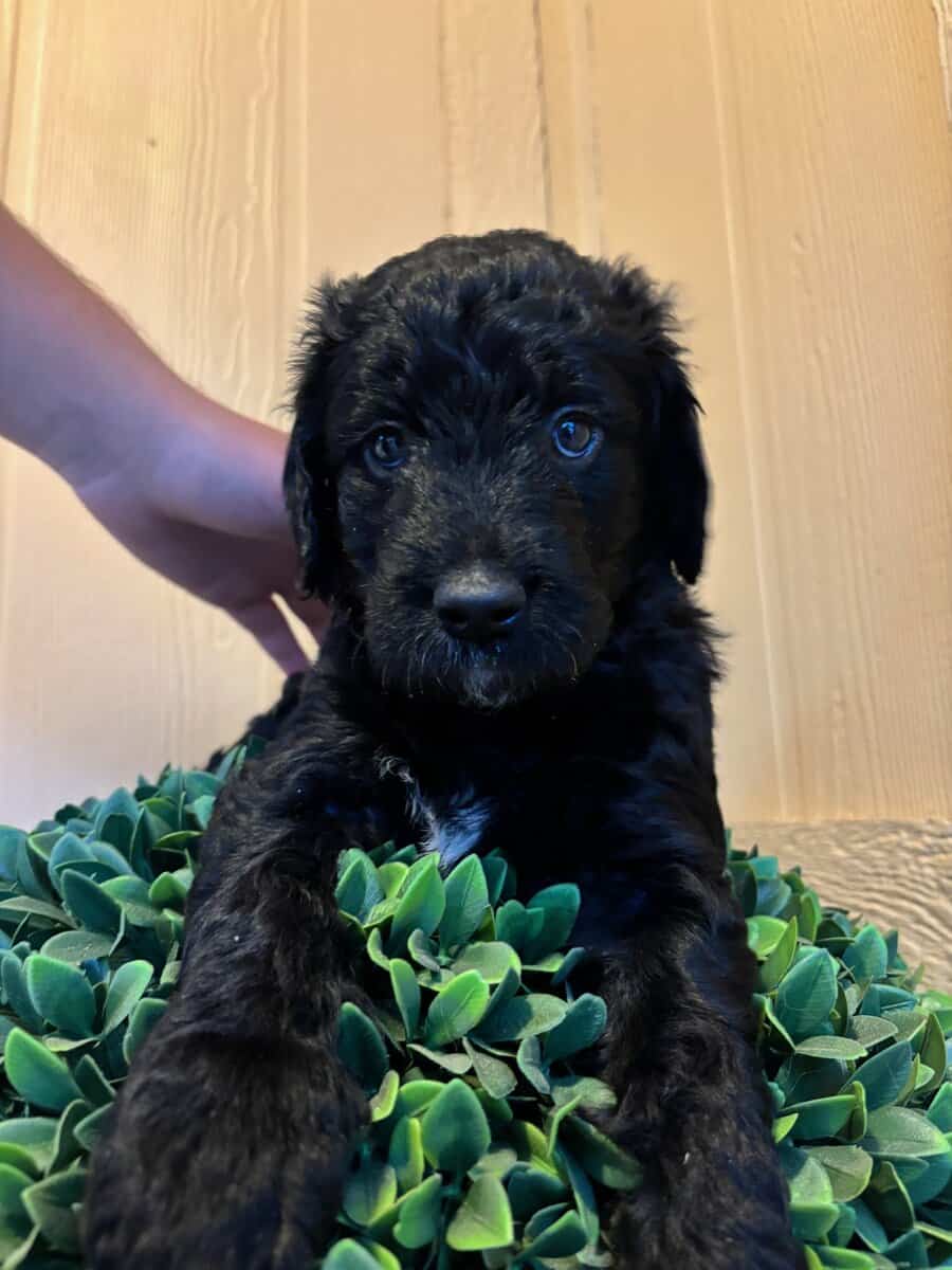 Golden doodle puppies image 3