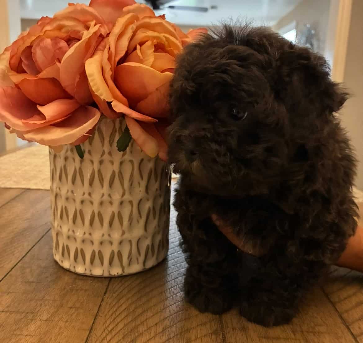 Maltipoo puppy in need of a good home image 1