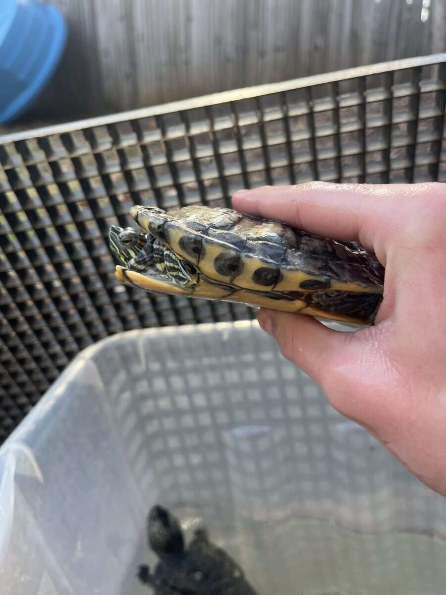 Male subadult healthy red ear slider image 1